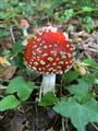 Bryngarw Mushroom Hunt