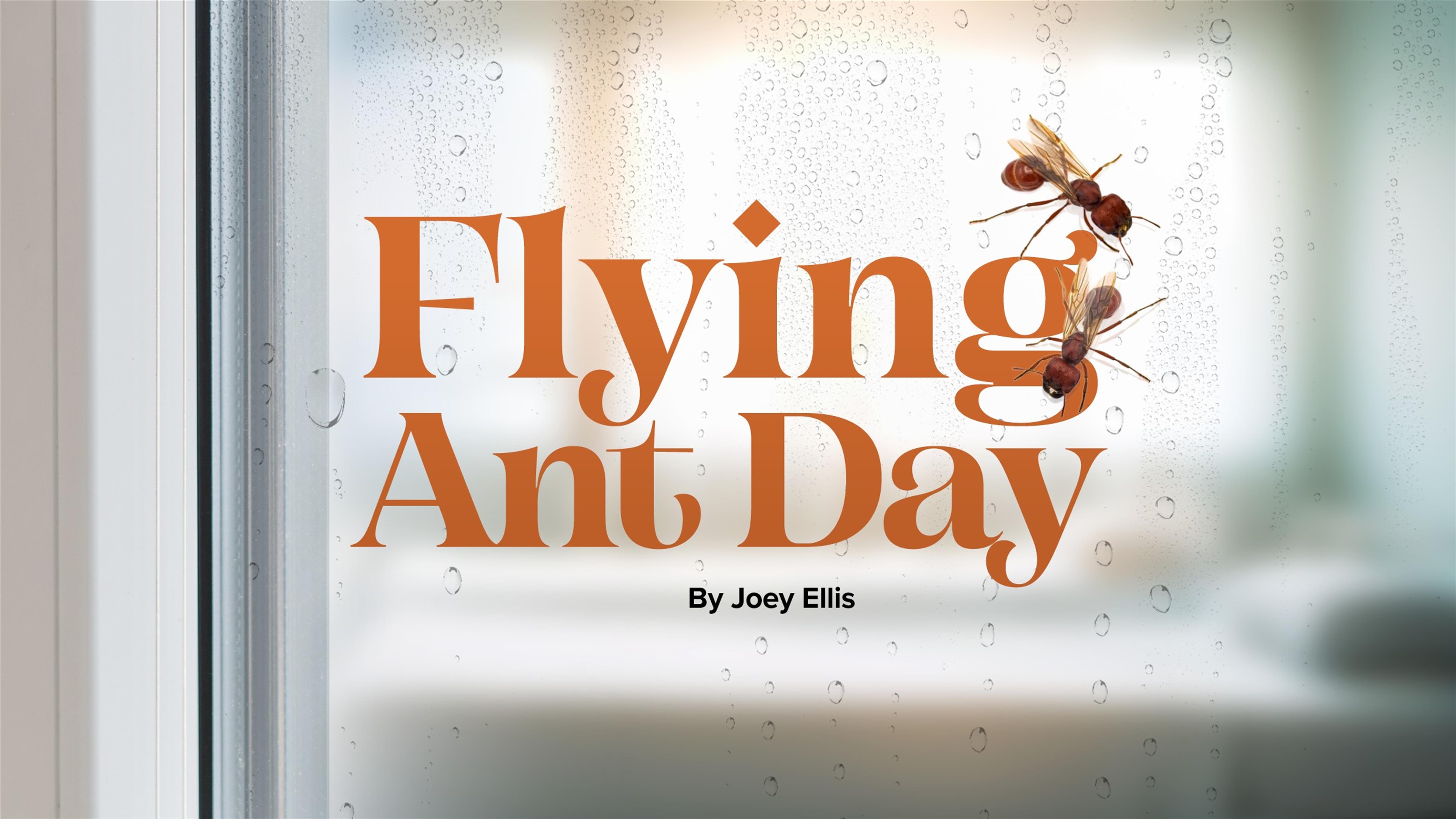 Flying Ant Day