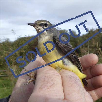 Flyer for Bird Ringing - Seaton Wetlands