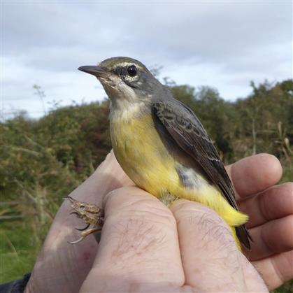 Promotional image for Bird Ringing - Seaton Wetlands