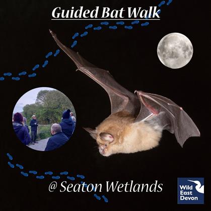 Flyer for Bat Walk at Seaton