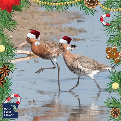 Flyer for Christmas Guided Walk at Seaton Wetlands