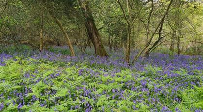 Promotional image for Bluebell Day at Holyford Woods