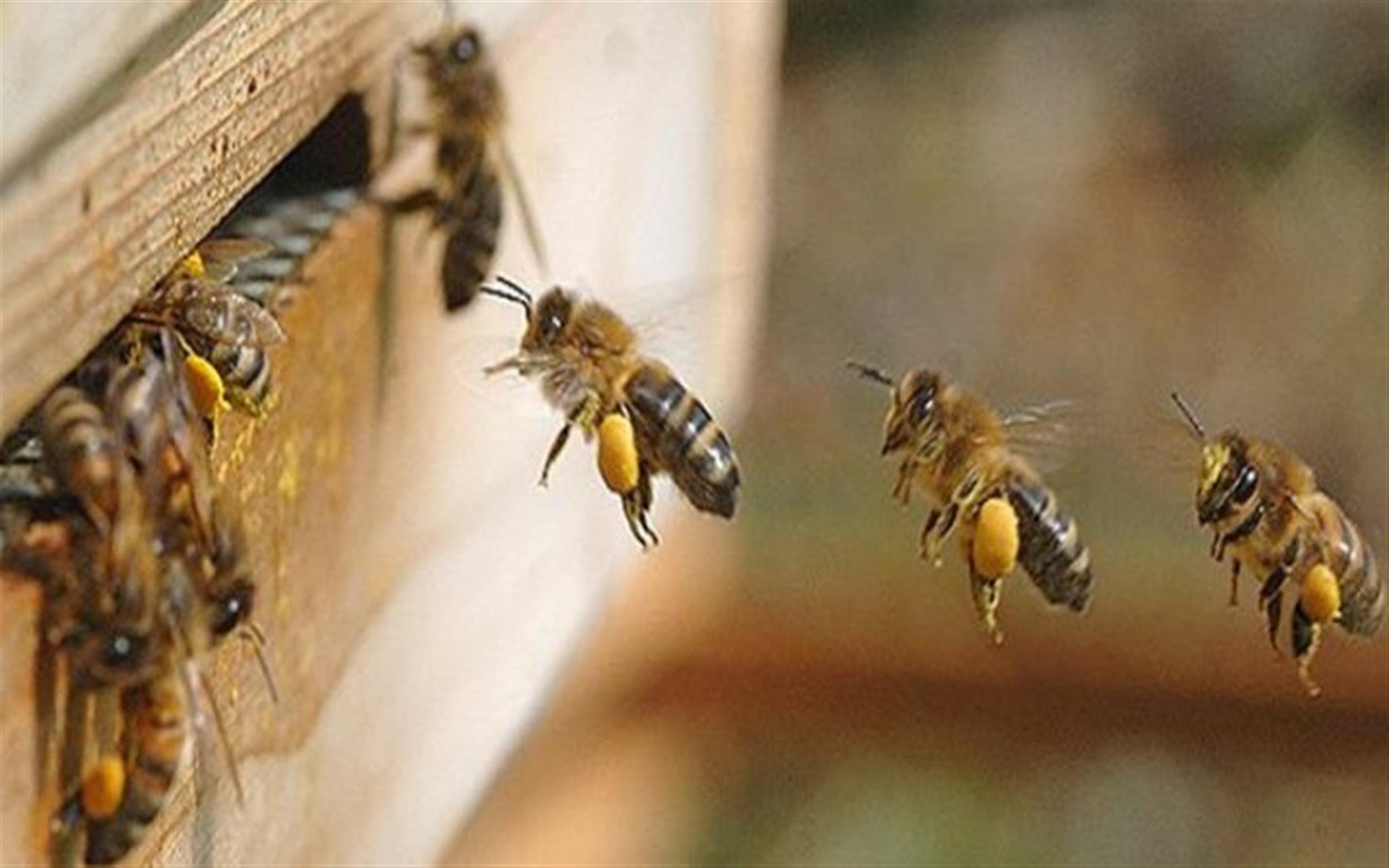 Love Your Parks - Love Your Bees
