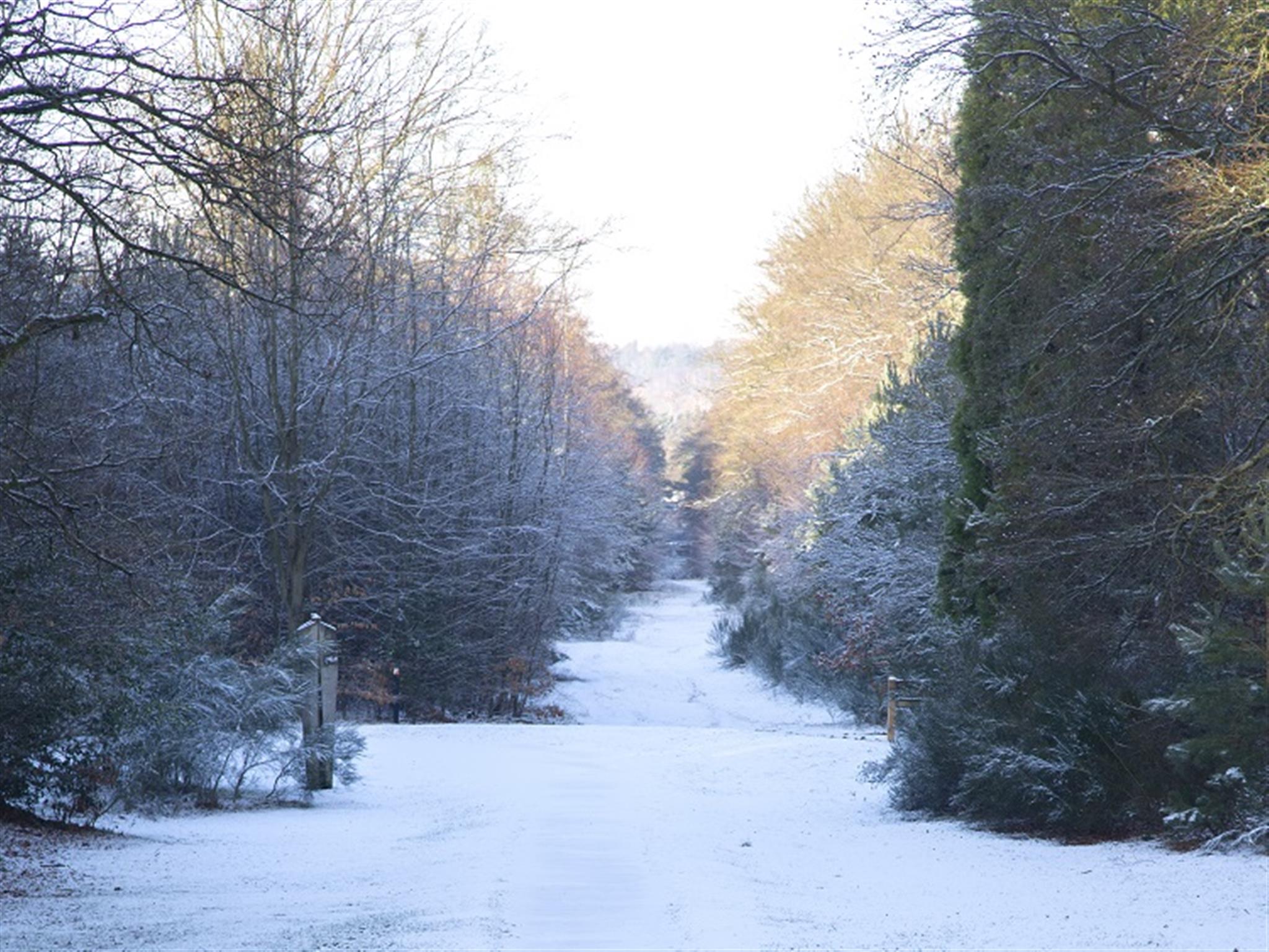 Brandon Country Park's Winter Tree Holiday Trail image