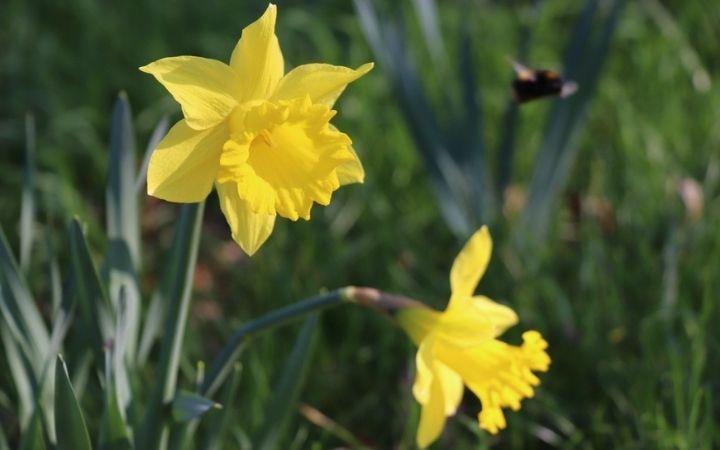 Brandon Country Park’s Signs of Spring Prize Trail image