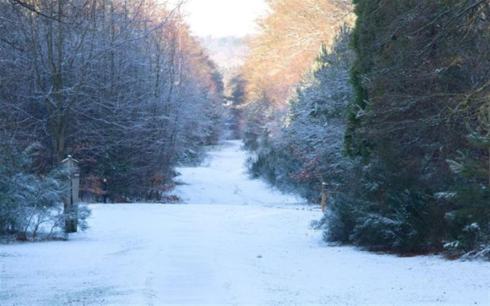 Brandon Country Park’s Winter Trail image