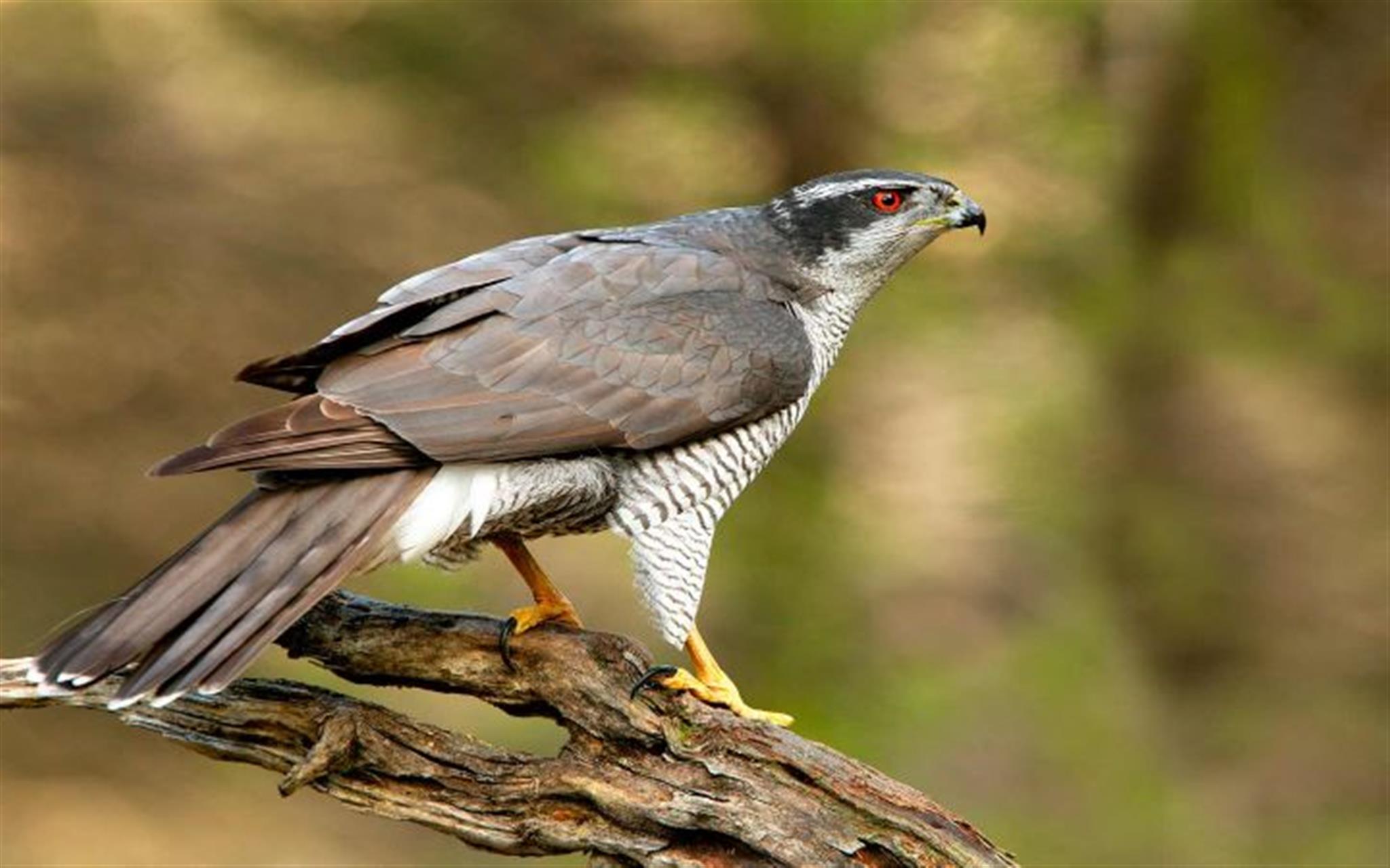 Looking for the Goshawk image