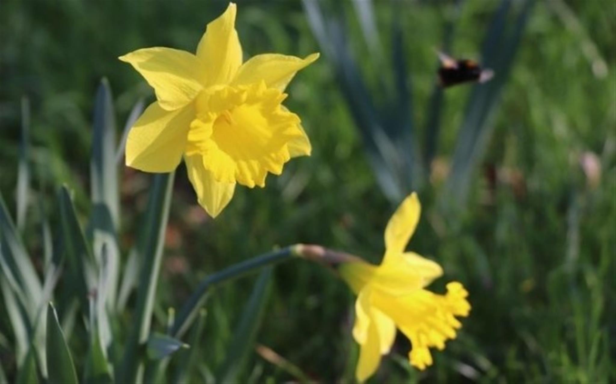 Brandon Country Park’s Signs of Spring Prize Trail